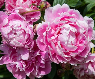 Pioenroos (Paeonia Dr. 'Alexander Fleming') BIO