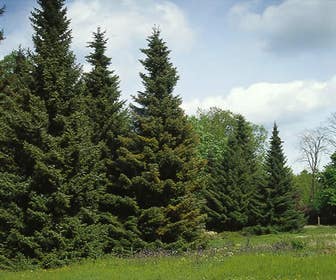 Servische Spar / Omorikaden (Picea omorika)