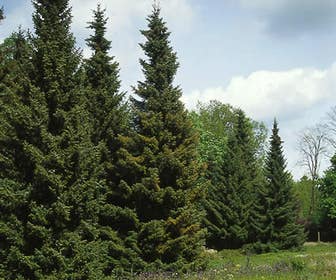 Servische Spar / Omorikaden (Picea omorika)