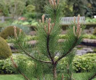 Grove Den, bosplantsoen (Pinus sylvestris)