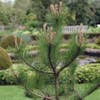 Grove Den, Solitair (Pinus sylvestris)