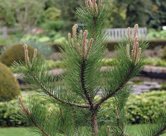 Grove Den, Solitair (Pinus sylvestris)