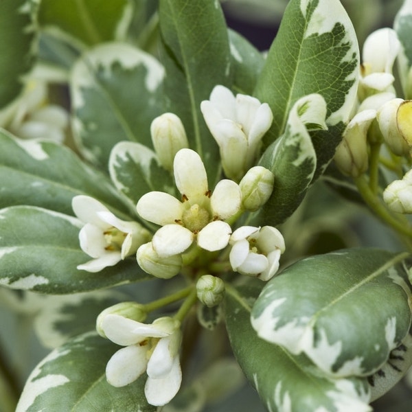Australische laurier (Pittosporum tobira 'Variegatum')