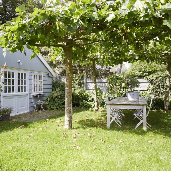 Dakplataan (Platanus 'Alpen's Globe')