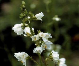 Jacobsladder (Polemonium caeruleum 'Album')