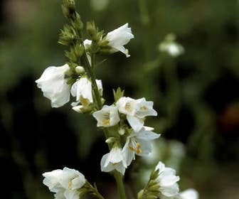 Jacobsladder (Polemonium caeruleum 'Album')