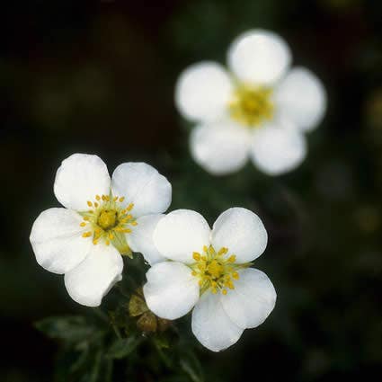 Ganzerik (Potentilla fruticosa 'Abbotswood')