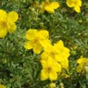 Ganzerik (Potentilla fruticosa 'Goldfinger')