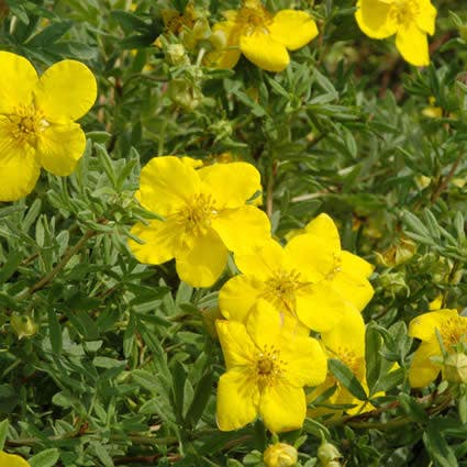Ganzerik (Potentilla fruticosa 'Goldfinger')