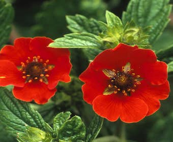 Ganzerik (Potentilla 'Gibson's Scarlet')