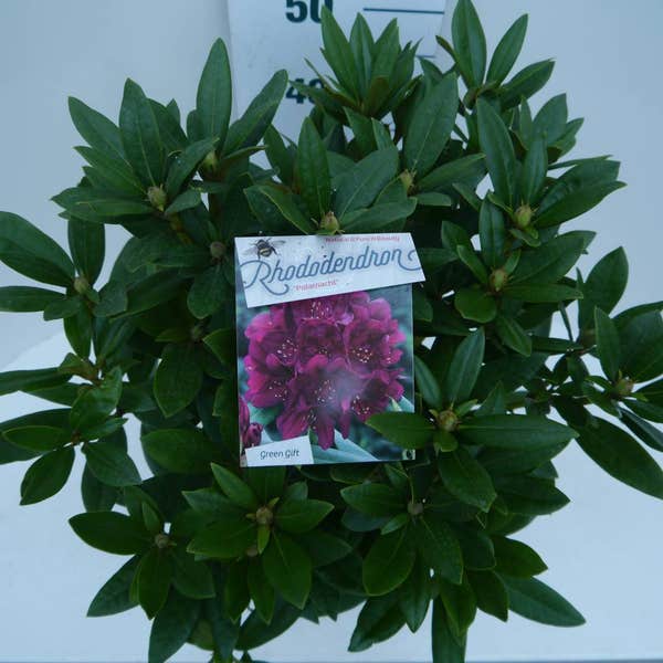 Rhododendron (Rhododendron 'Polarnacht') 30/40 cm