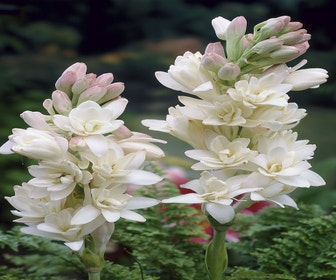 Tuberoos (Polianthes tuberosa 'The Pearl')
