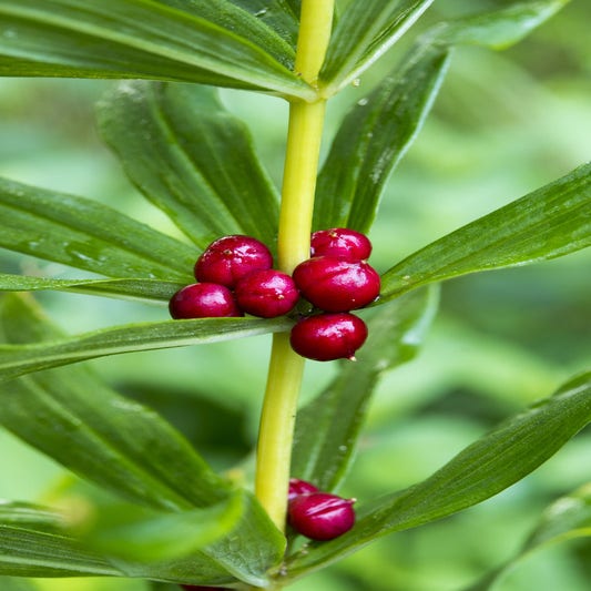 Polygonatum verticillatum 
