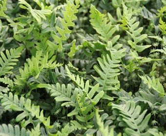 Eikvaren (Polypodium vulgare)