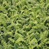 Niervaren (Polystichum polyblepharum)