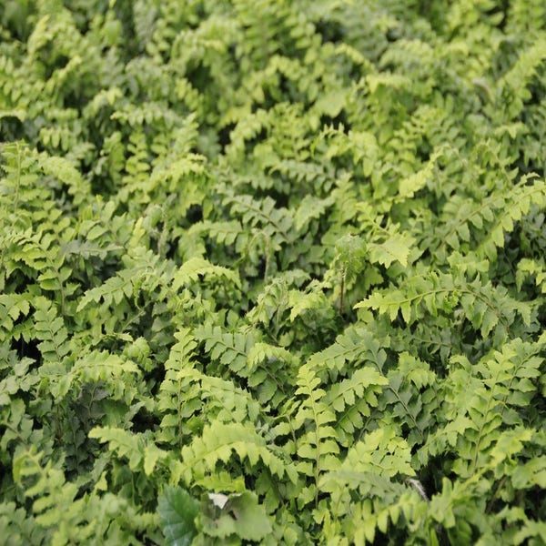 Niervaren (Polystichum polyblepharum) 