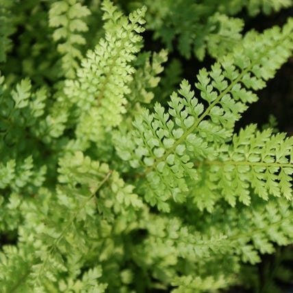 polystichum herrenhausen setiferum