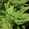 Naaldvaren (Polystichum setiferum 'Herrenhausen') BIO