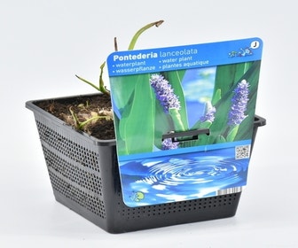 Reuze snoekkruid (Pontederia cordata 'Lanceolata')
