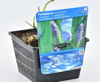 Reuze snoekkruid (Pontederia cordata 'Lanceolata')