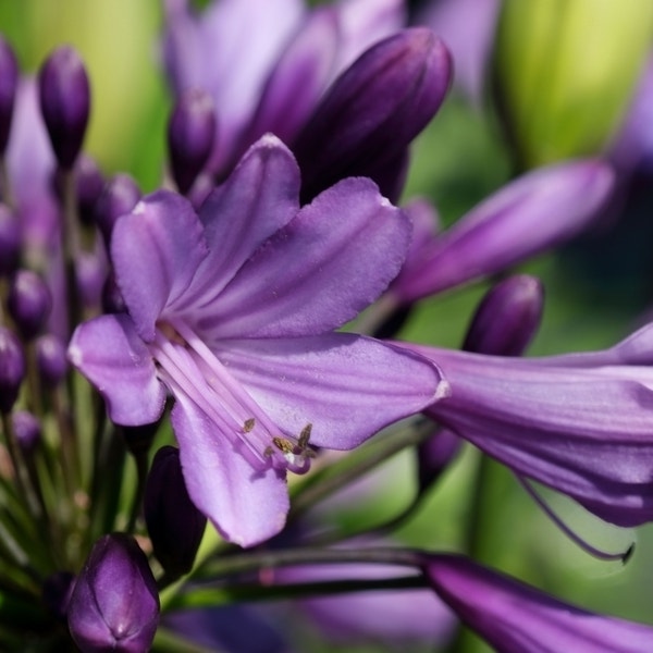 Afrikaanse lelie (Agapanthus 'Poppin Purple')