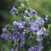 Jacobsladder (Polemonium reptans 'Blue Pearl')
