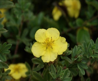Ganzerik (Potentilla fruticosa 'Elizabeth')