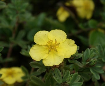 Ganzerik (Potentilla fruticosa 'Elizabeth')