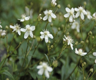 Ganzerik (Potentilla tridentata 'Nuuk')