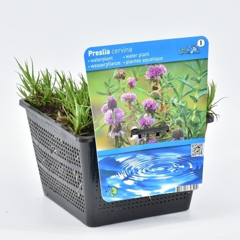 Preslia cervina 18 cm mand