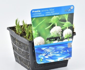 Engelse Watermunt (Preslia cervina 'Alba')