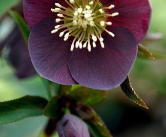 Nieskruid (Helleborus orientalis 'Pretty Ellen Purple')