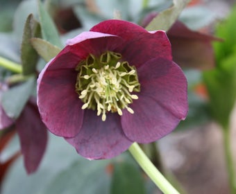 Nieskruid (Helleborus orientalis 'Pretty Ellen Red')