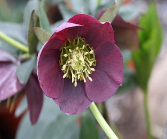 Nieskruid (Helleborus orientalis 'Pretty Ellen Red') BIO