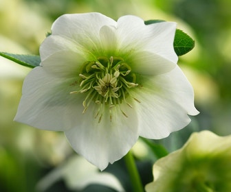 Nieskruid (Helleborus orientalis 'Pretty Ellen White')
