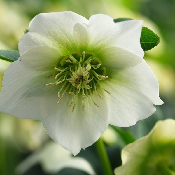 Nieskruid (Helleborus orientalis 'Pretty Ellen White')