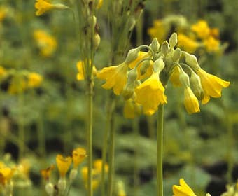 Sleutelbloem (Primula florindae)