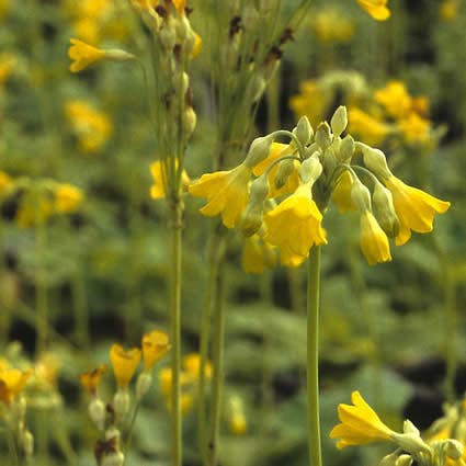 Sleutelbloem (Primula florindae)