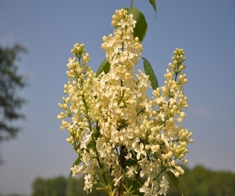 Sering (Syringa vulgaris 'Primrose')