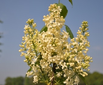 Sering (Syringa vulgaris 'Primrose')