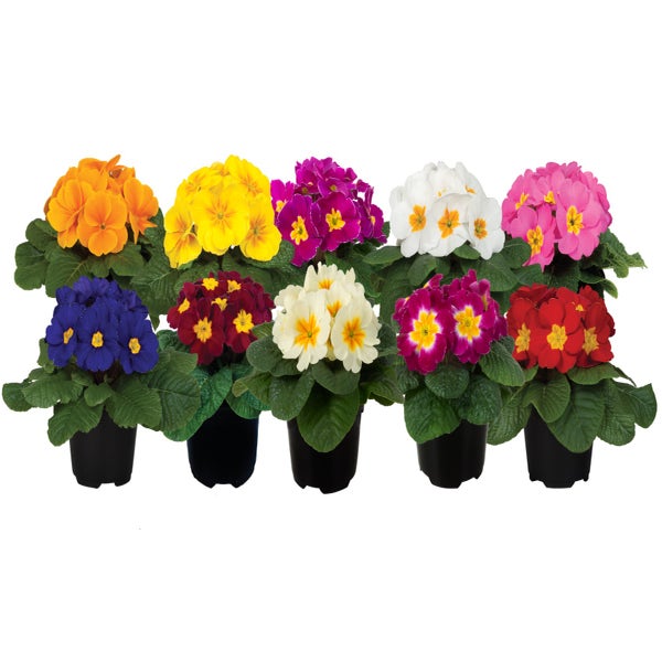 Primula acaulis gemengd