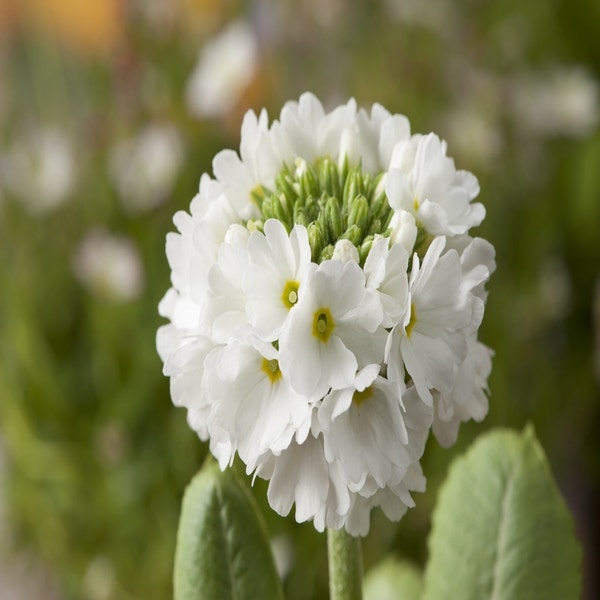 Sleutelbloem (Primula denticulata 'Alba')