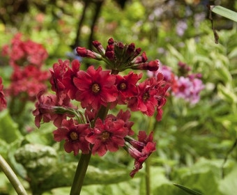 Sleutelbloem (Primula japonica)