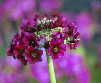 Sleutelbloem (Primula japonica 'Miller's Crimson')