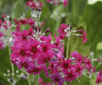 Sleutelbloem (Primula pulverulenta)