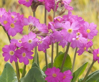 Sleutelbloem (Primula rosea 'Grandiflora')