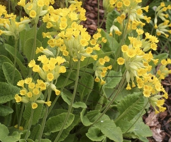 Echte sleutelbloem (Primula veris)