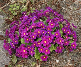 Sleutelbloem (Primula 'Wanda')