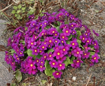 Sleutelbloem (Primula 'Wanda')