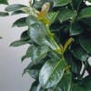 Laurier op stam (Prunus laurocerasus 'Etna')